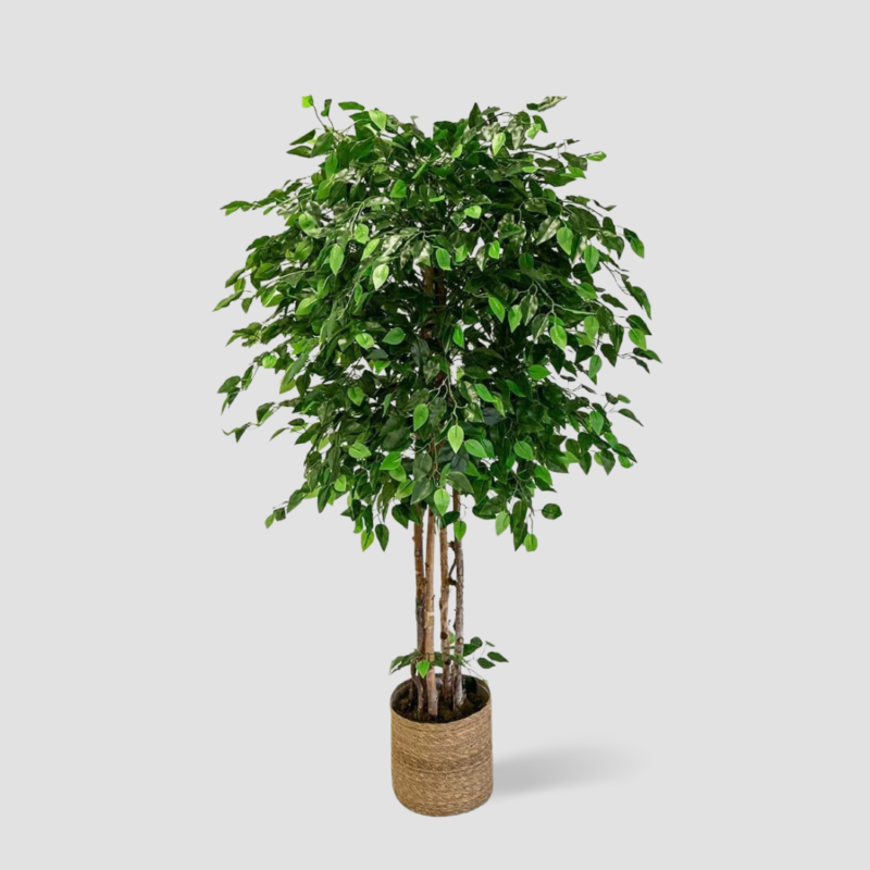 Grand Ficus artificiel feuilles vertes realistes